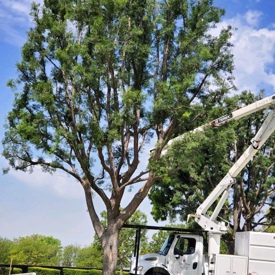 Tree trimming truck with boom lift beside tall trees under a blue sky