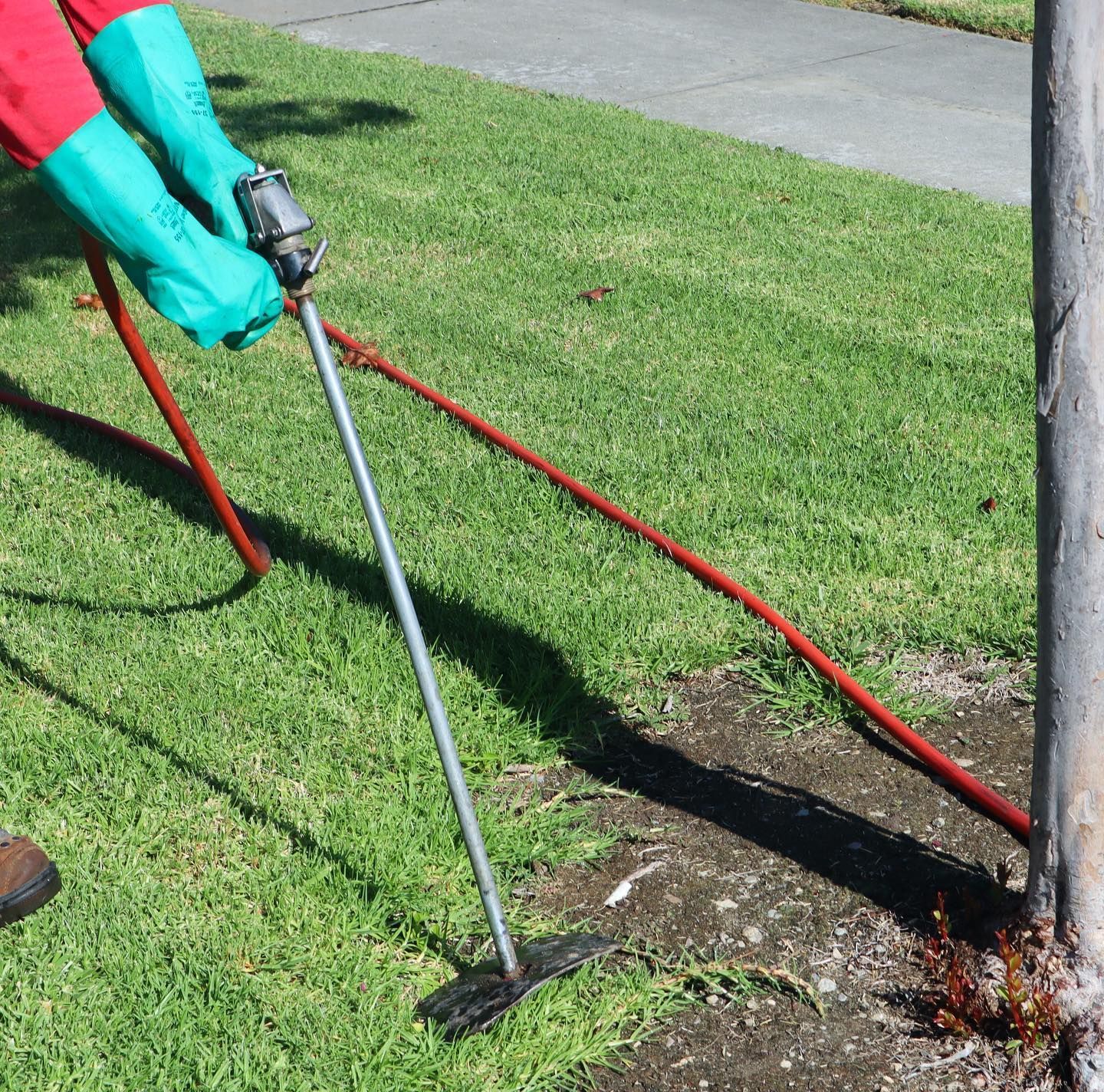 Person using a metal tool to treat weeds near a tree on a grassy lawn