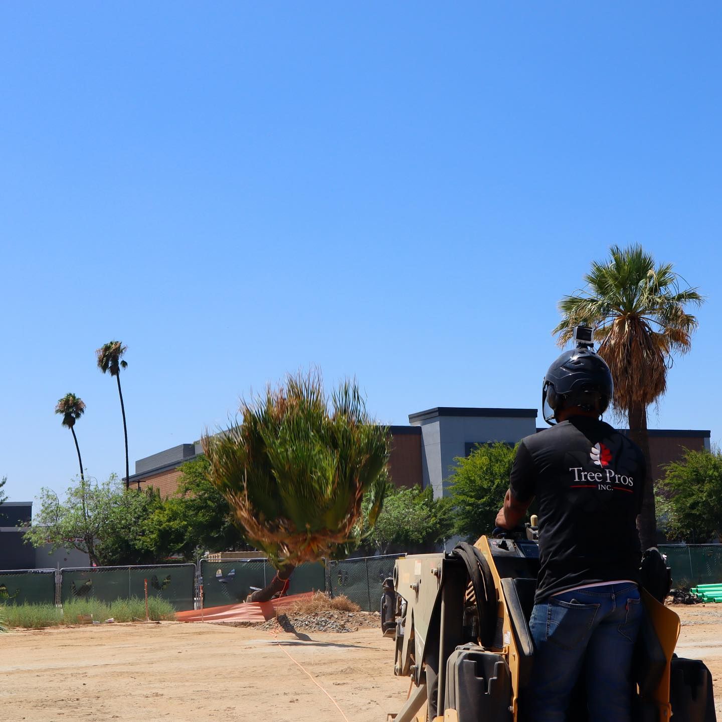 Person riding a horse in an open field under a clear blue sky, with palm trees and buildings in the background
