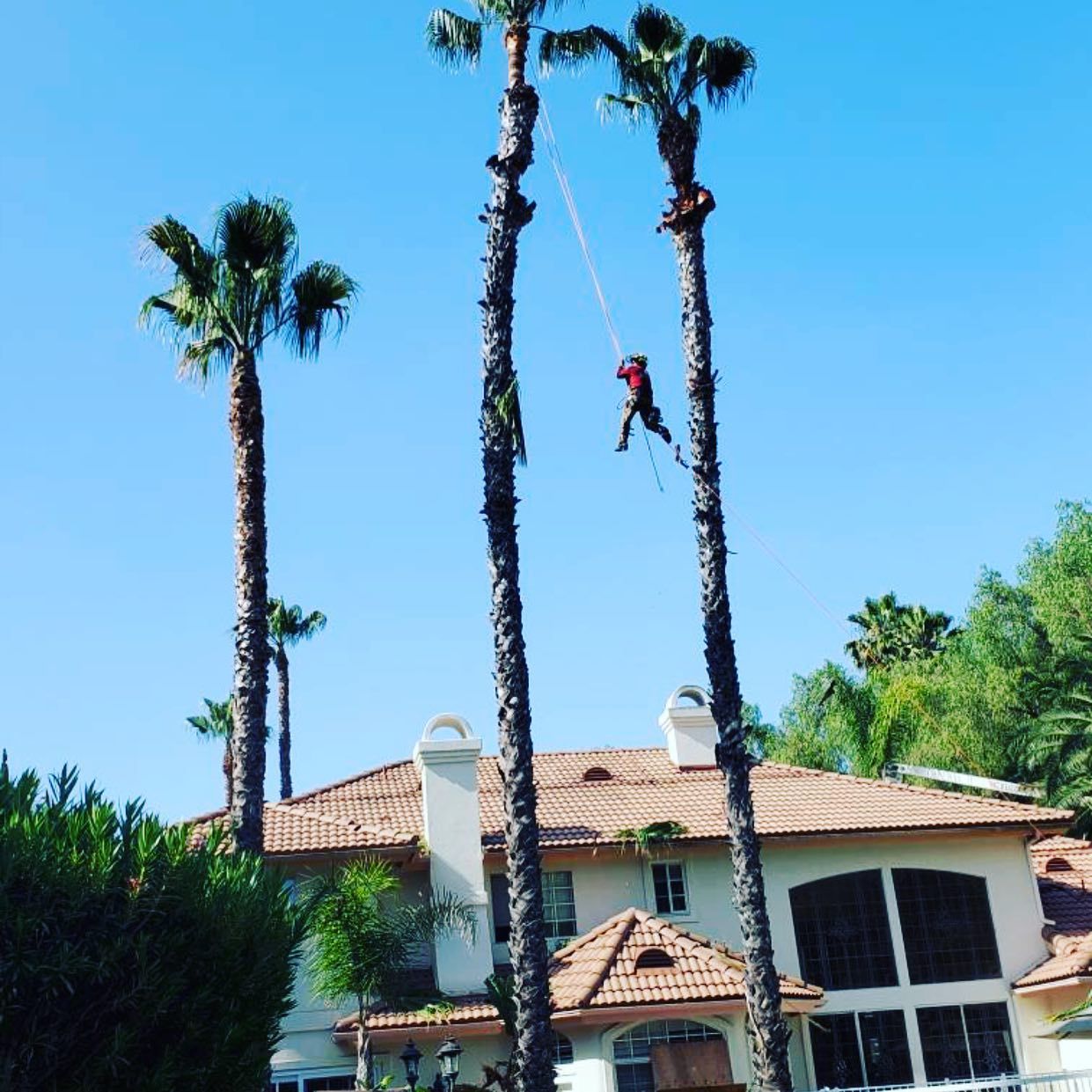 Person dangling from rope between tall palm trees above a house on a sunny day