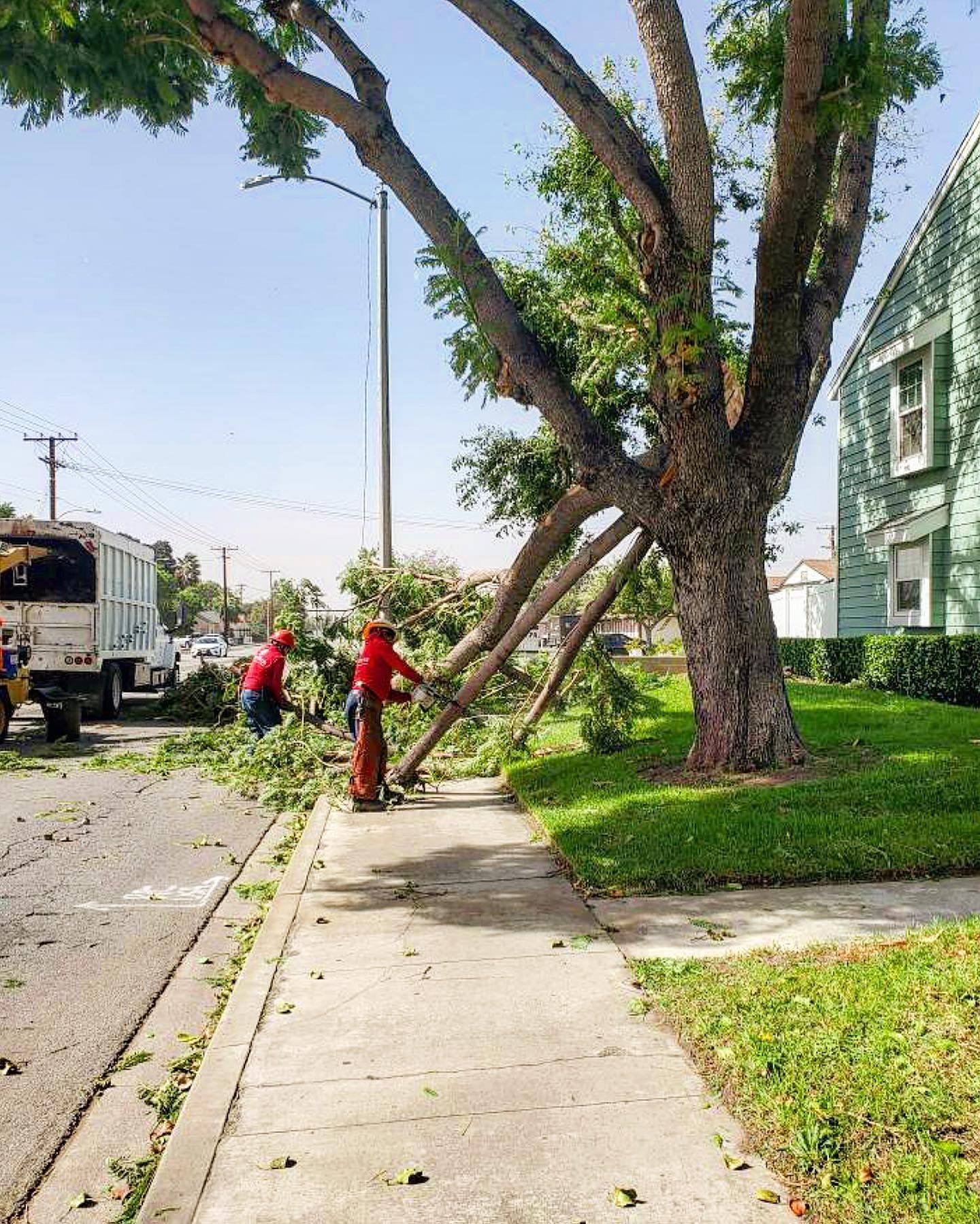 Workers trimming a large tree beside a sidewalk on a sunny street, with a truck parked nearby.