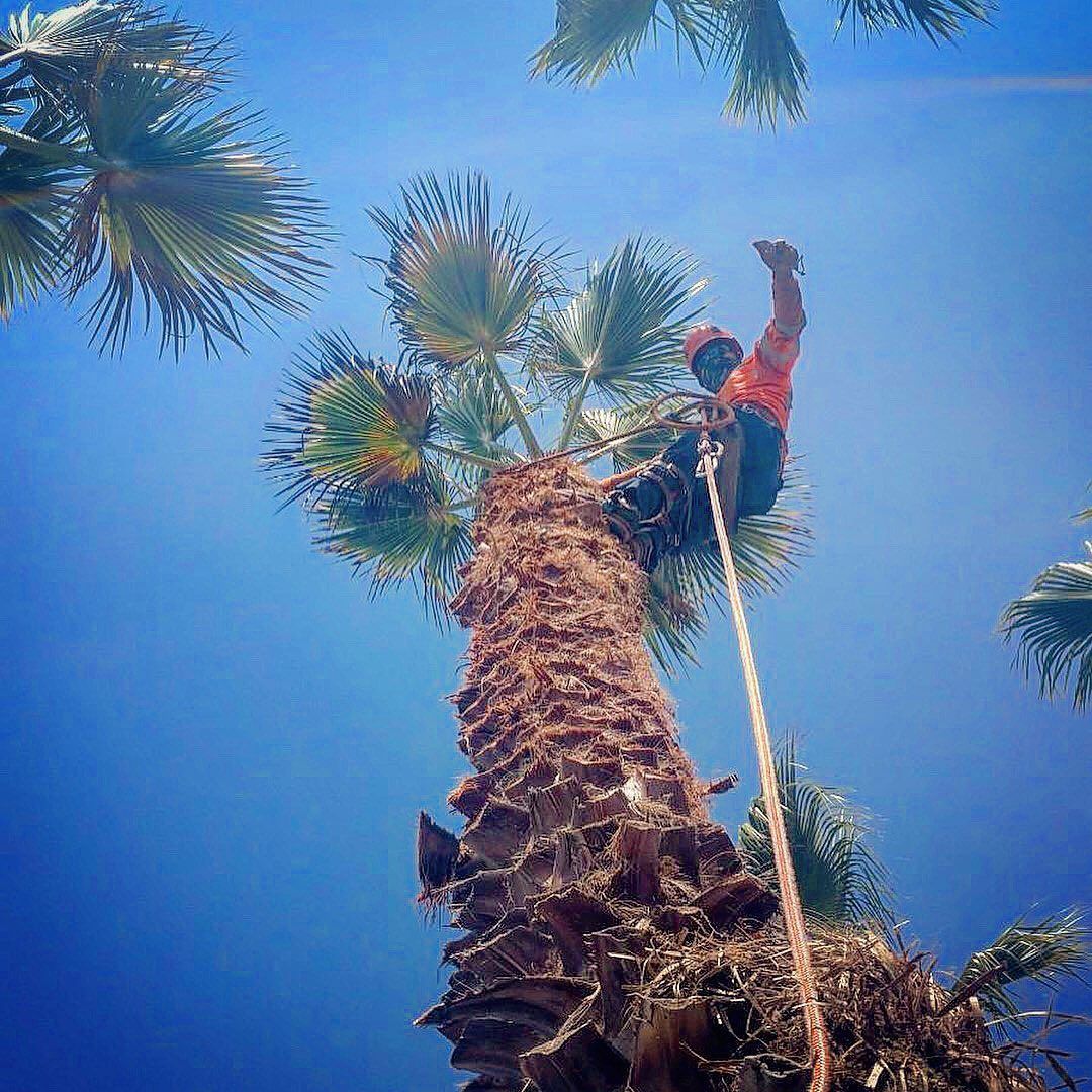 Person climbing a palm tree against a bright blue sky, seen from below.