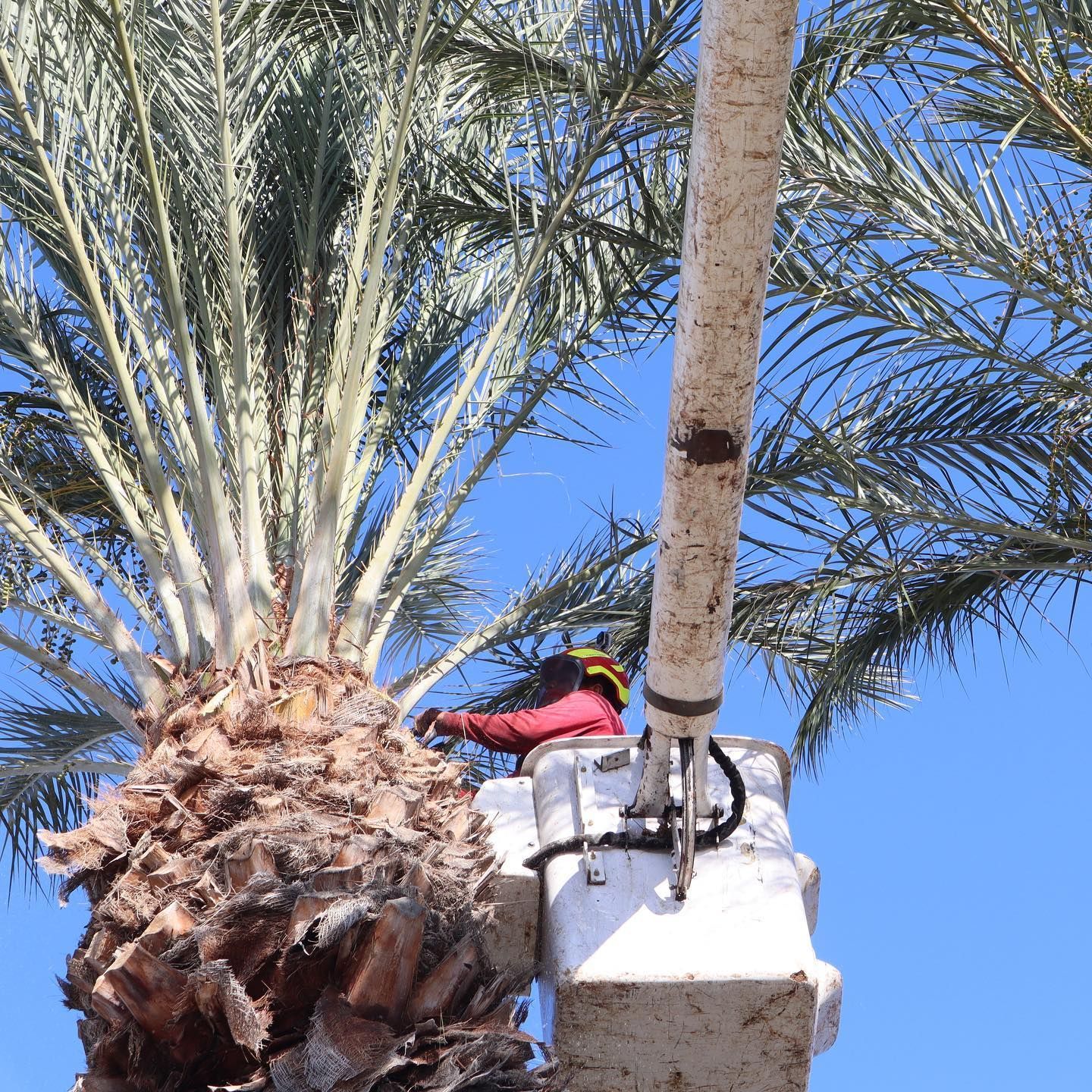 Worker in a bucket truck trimming a palm tree against a blue sky