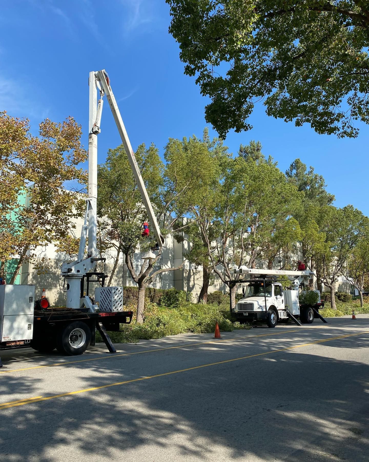 Two utility bucket trucks parked on a tree-lined street with raised booms under a blue sky.