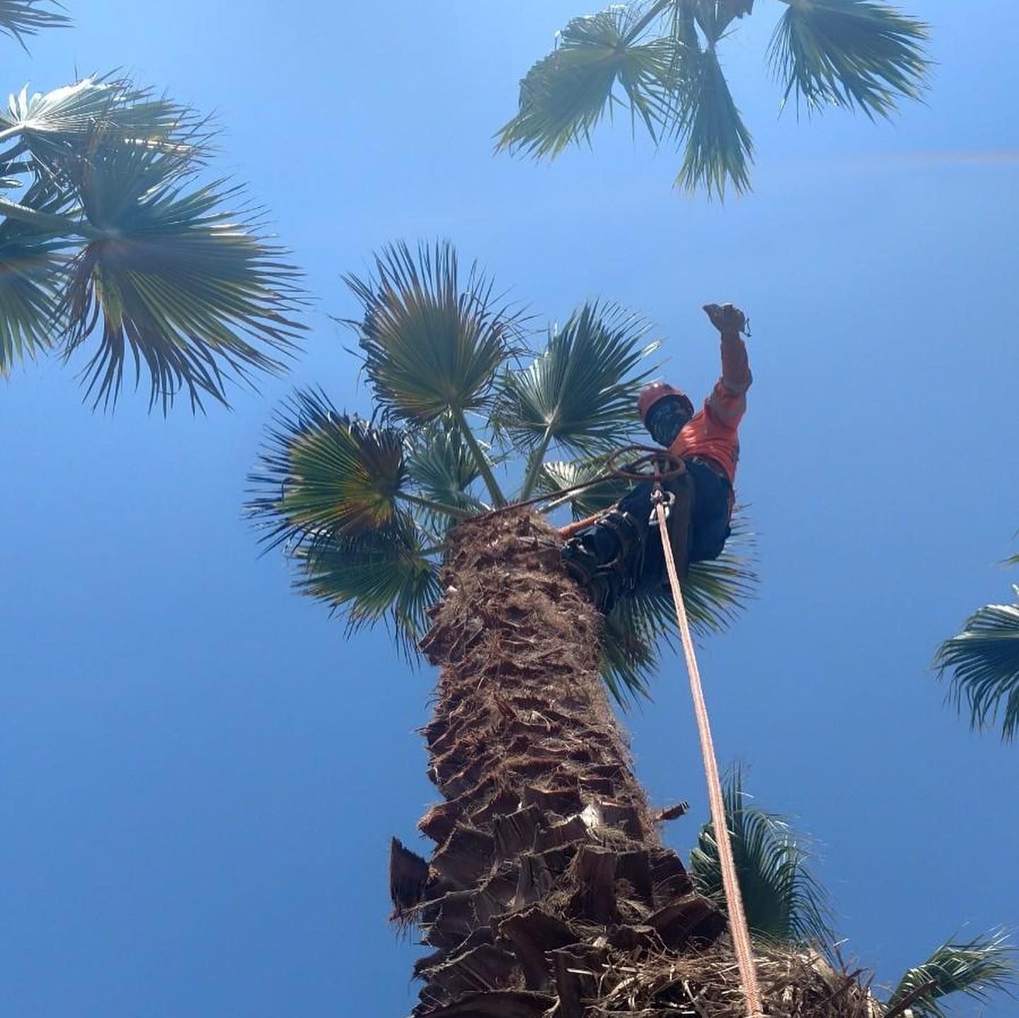 Worker climbing a tall palm tree with a rope against a clear blue sky