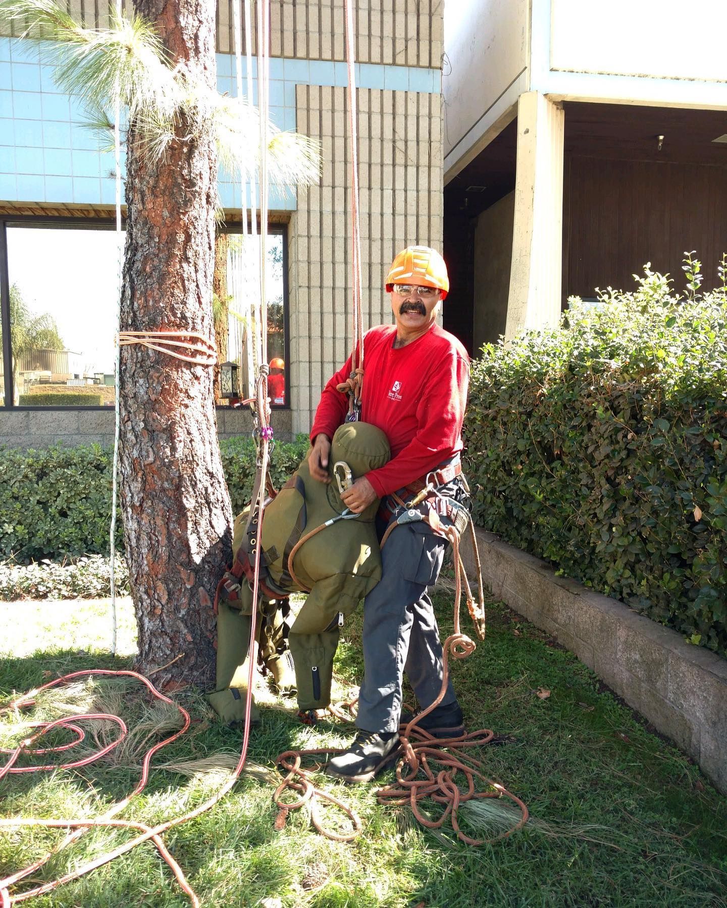 Worker in orange hard hat trims a tree beside a building, with ropes and hedge nearby.