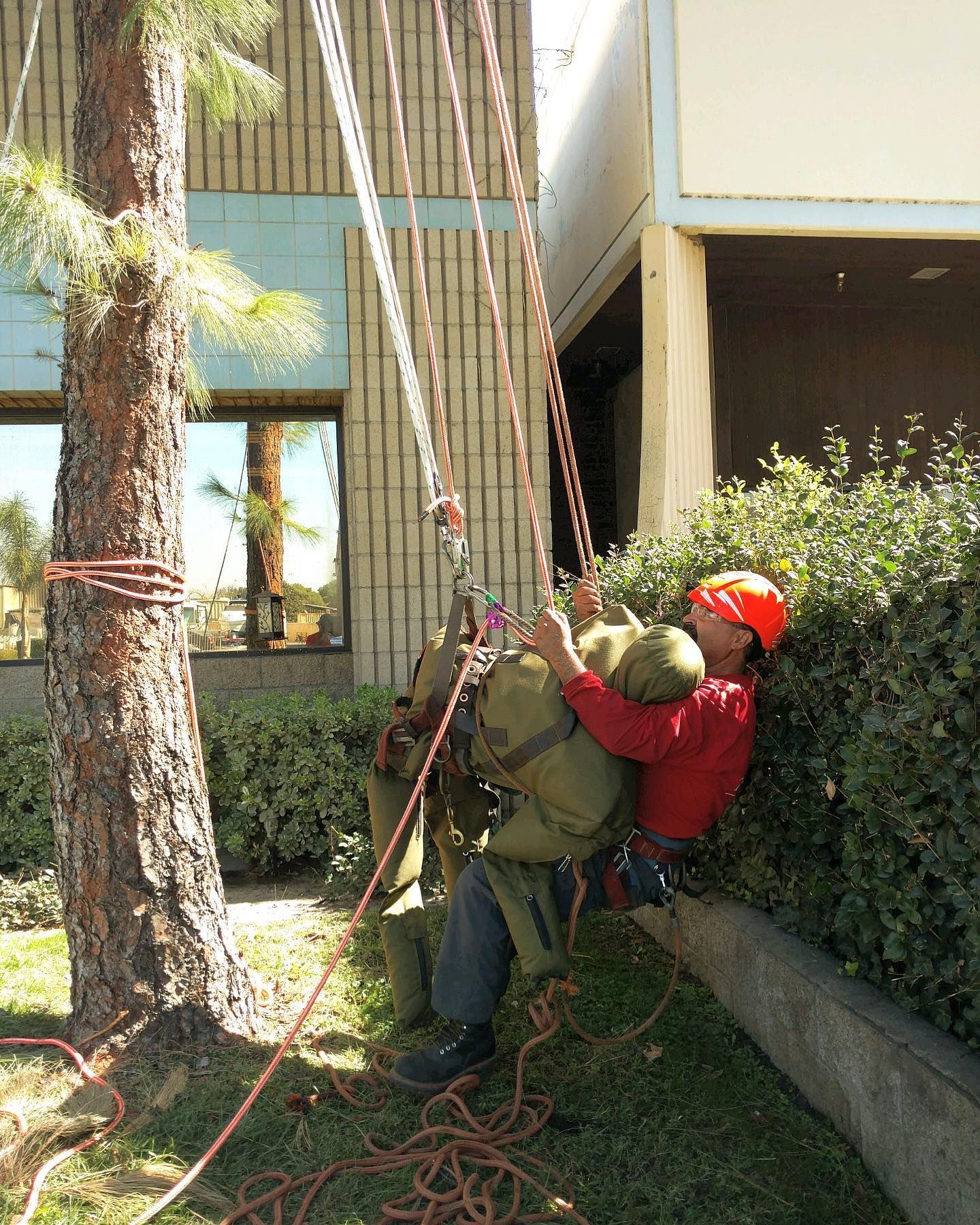 Person in red gear descending ropes beside a building next to a tree and hedge