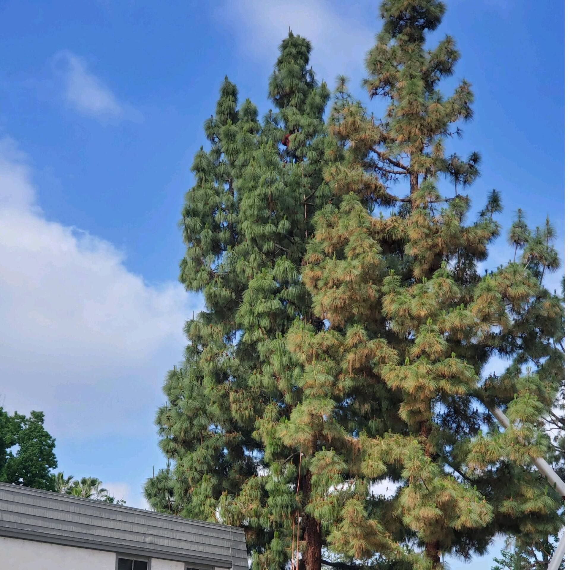 Tall green conifers against a blue sky above a gray roofline