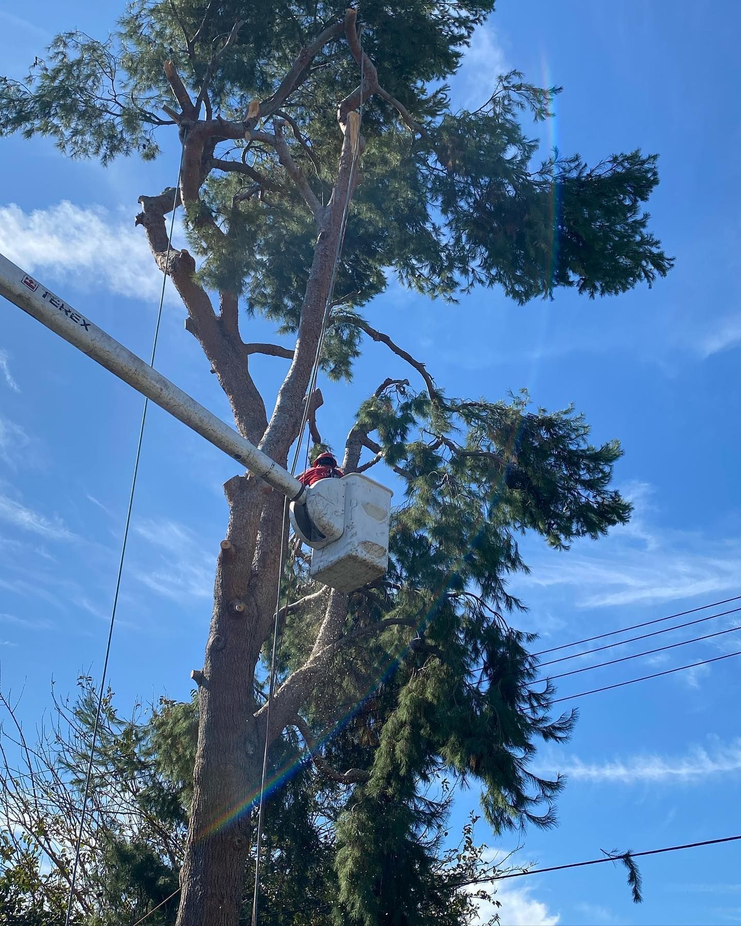 Utility worker in a bucket lift trimming a tall tree against a blue sky