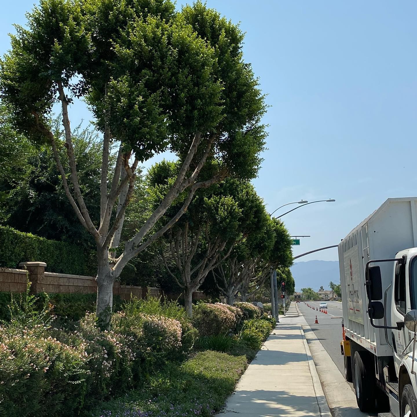 Tree-lined sidewalk beside a parked white truck on a sunny street