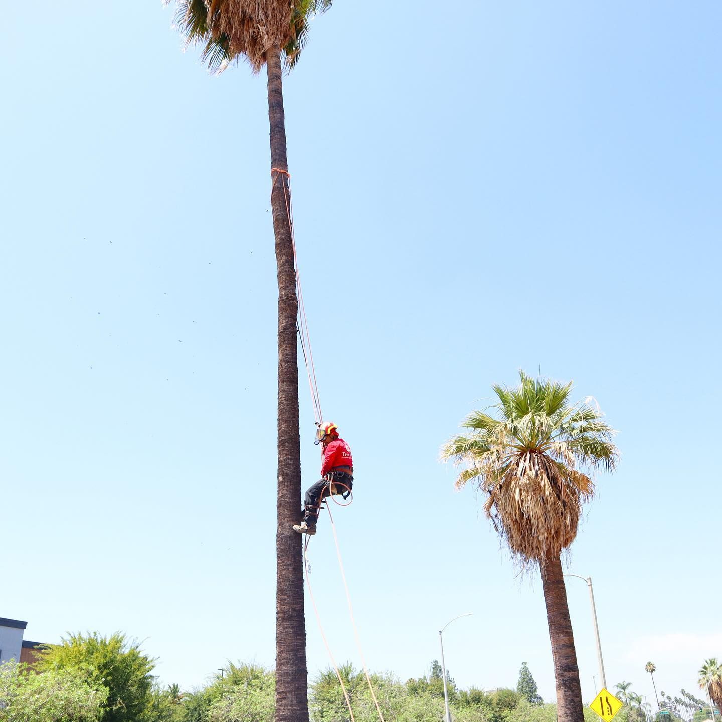 Worker climbing a tall palm tree with a rope, under a clear blue sky.