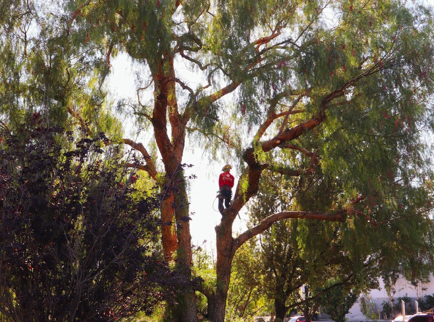 Person in a red shirt sitting high in a tree among green branches.