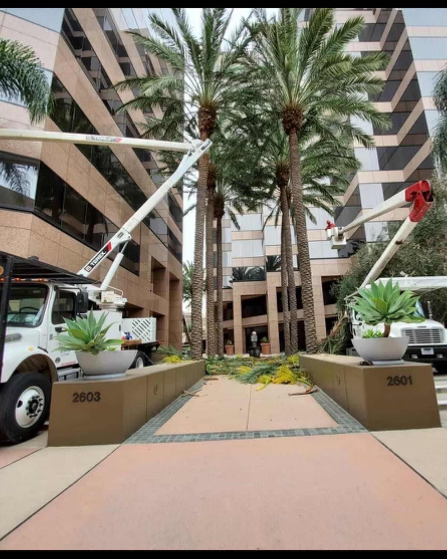 Palm-lined office courtyard with two utility trucks and workers on lift booms trimming trees