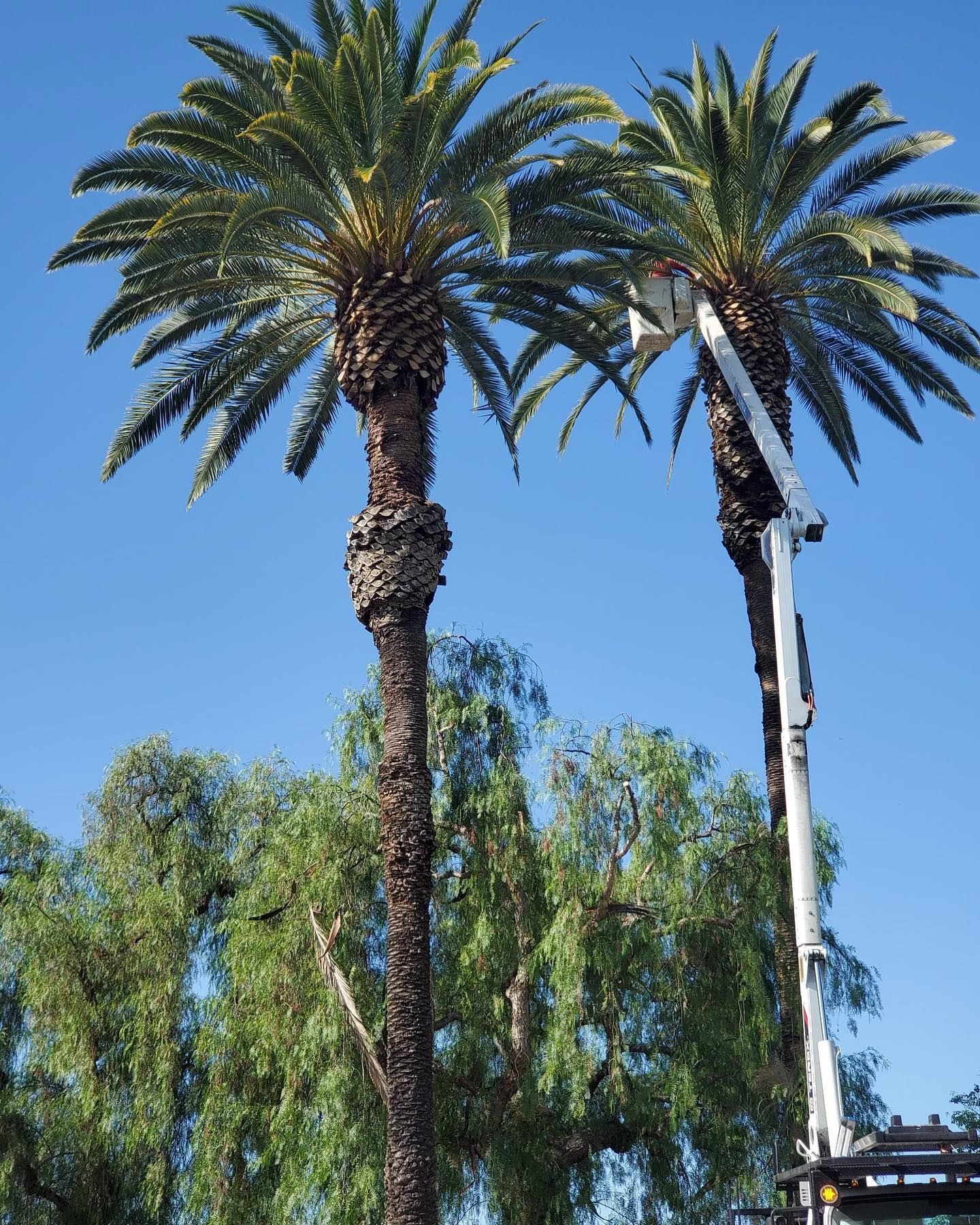 Two tall palm trees against a clear blue sky, with a tree-trimming lift beside one trunk