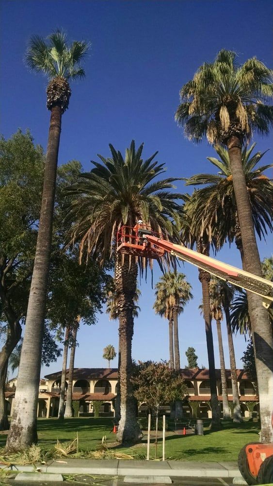 Tall palm trees in a sunny landscaped garden under a clear blue sky.