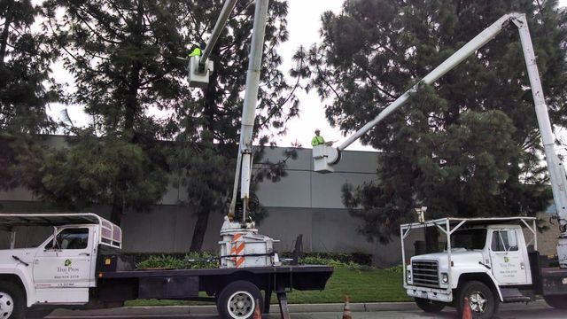 Two utility trucks lifting a large metal pole beside a road in a tree-lined area