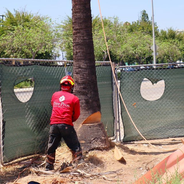 Worker in red shirt cutting a palm tree trunk with a chainsaw beside a chain-link fence