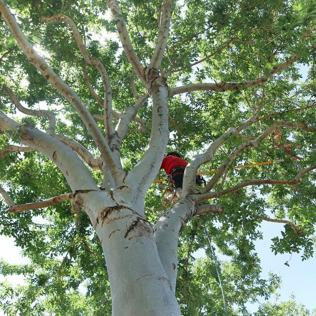 Person in a red shirt sitting among the branches of a large tree outdoors