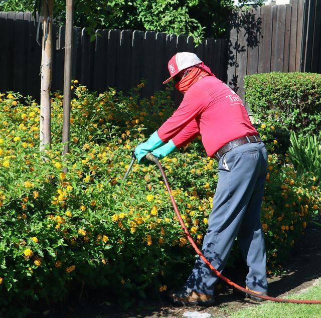 Person using a hose to water orange flowers in a garden, wearing a red jacket and hat