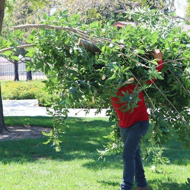 Person in a red shirt trimming a tree branch in a grassy park