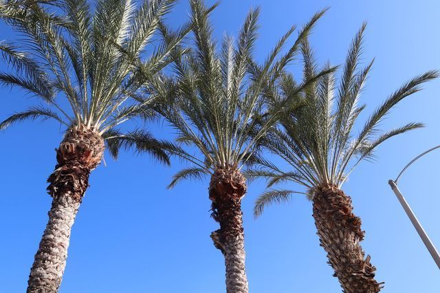 Three palm trees against a clear blue sky, with a streetlight at the edge