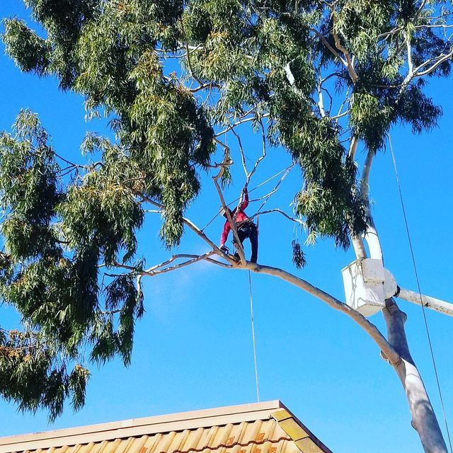 Worker in a red shirt on a tree branch above a roof, with a rope and utility pole against a blue sky.