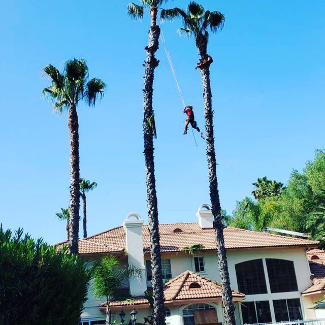 Worker hanging from a palm tree beside a house under a clear blue sky