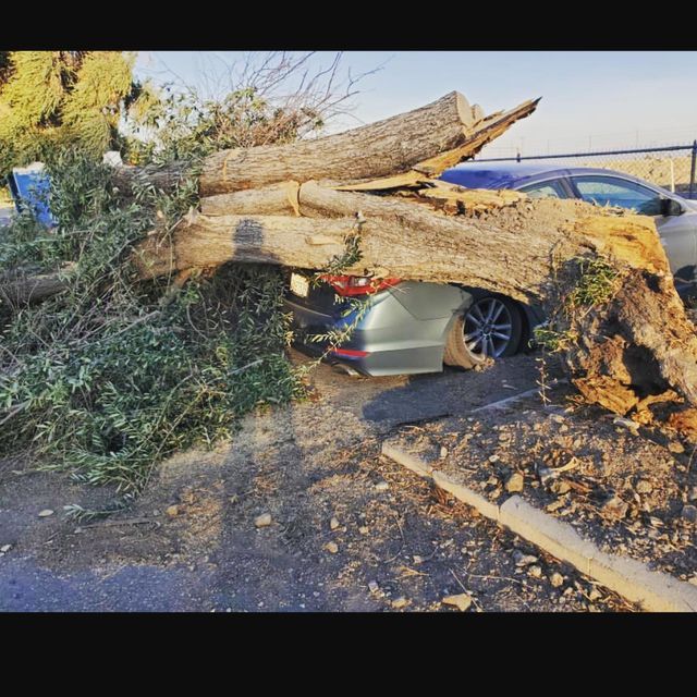 Large fallen tree trunk crushing a silver car on a roadside, with debris scattered around.