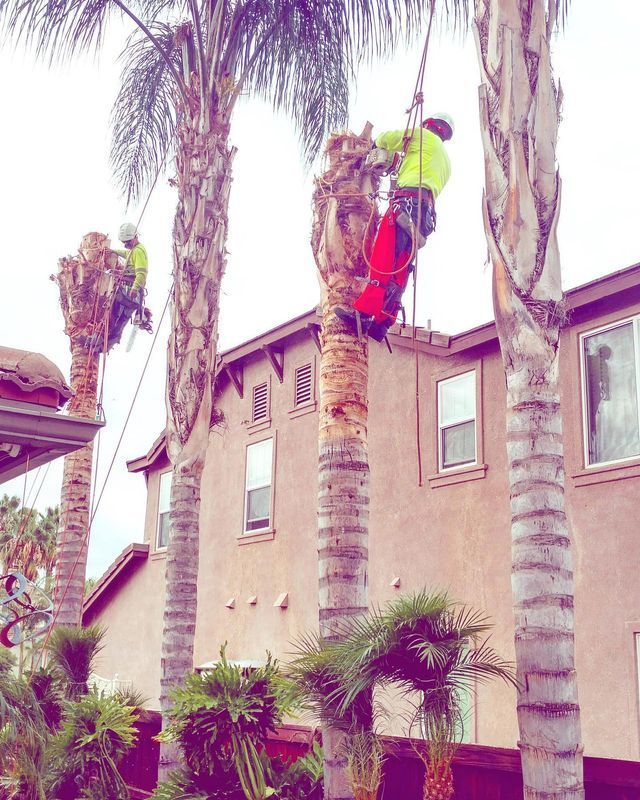Workers in neon safety gear trimming tall palm trees beside an apartment building.