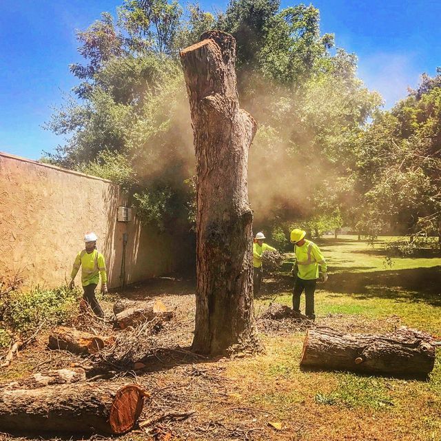 Workers trimming a large tree stump with chainsaws in a sunny yard, sawdust in the air