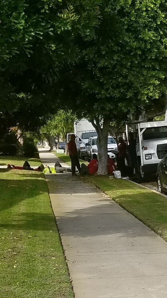 Tree Trimming project by Tree Pros Inc.