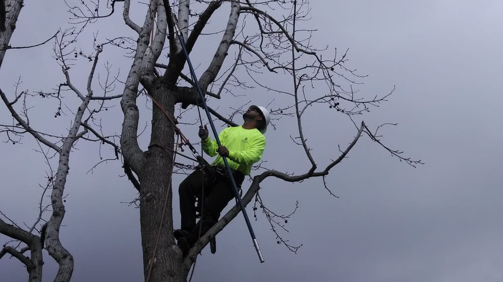 Tree Trimming project by Tree Pros Inc.