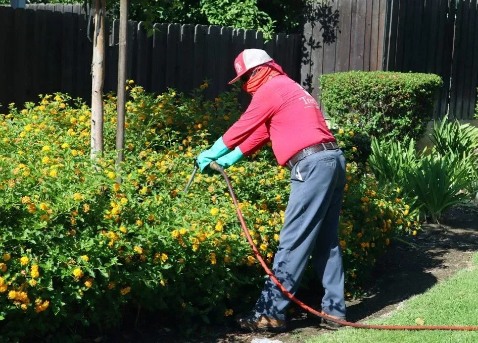 Gardener in pink jacket trimming yellow flowers with a hedge trimmer in a sunny garden