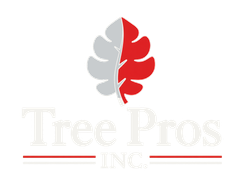 Red maple leaf logo with a thin red underline on a white background