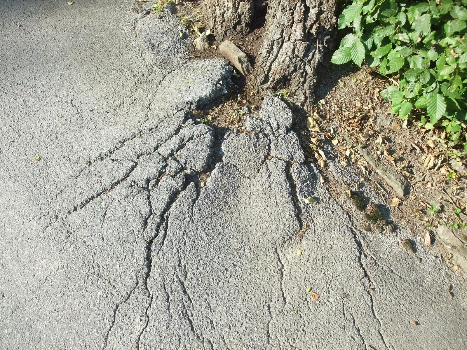 Cracked asphalt pavement beside a tree trunk and small green plants