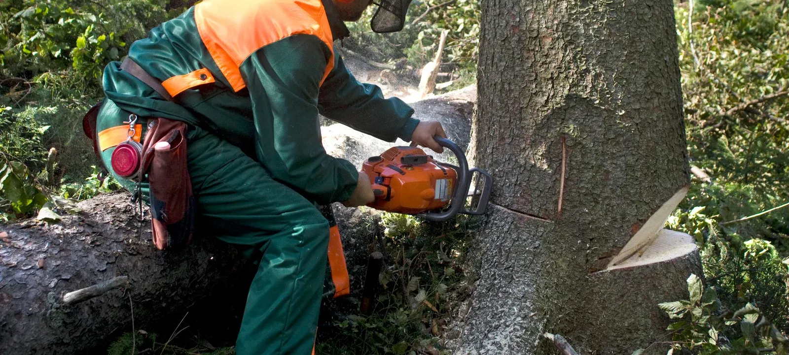 Worker in orange safety gear using a chainsaw to cut a large tree trunk in a forest