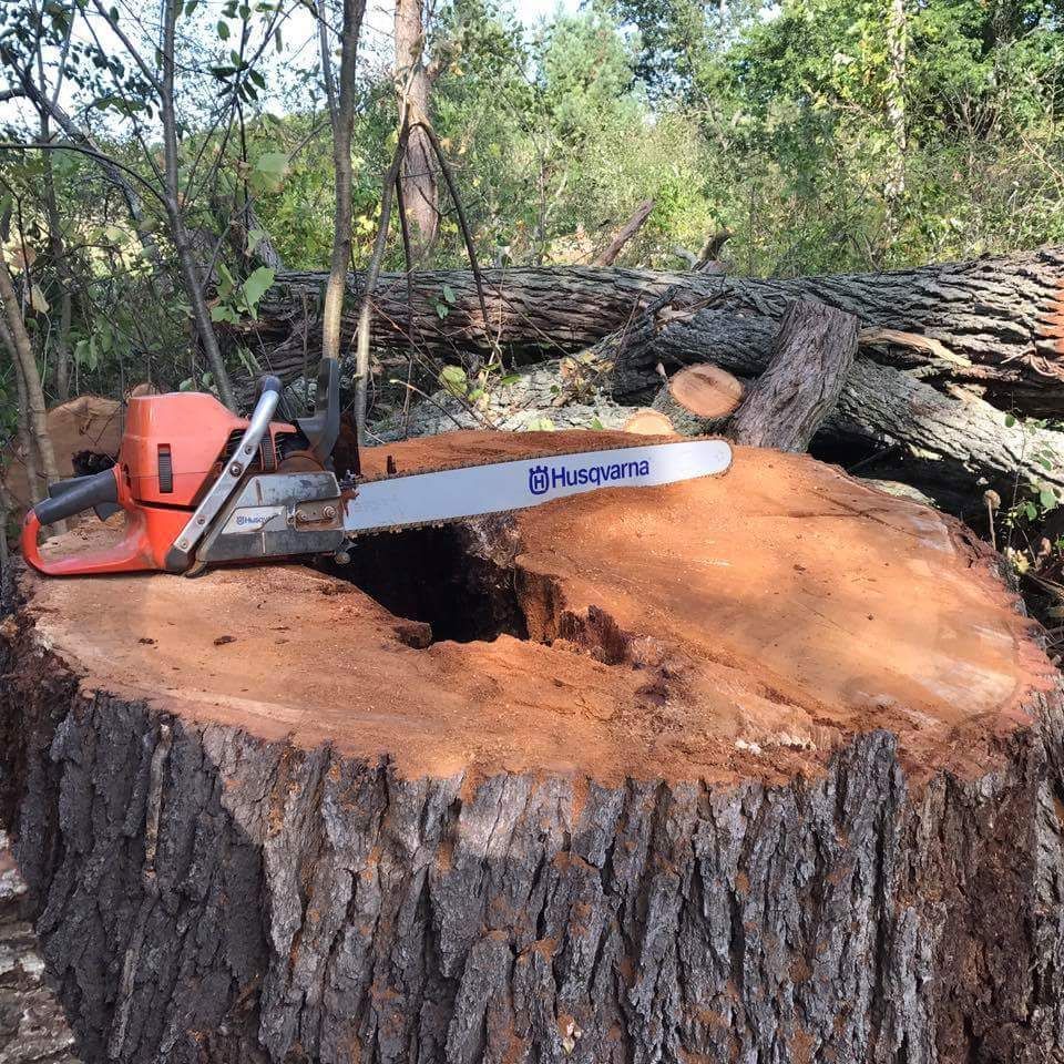 Chainsaw resting on a freshly cut tree stump in a wooded area, with logs stacked in the background.