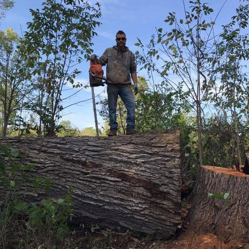 Worker standing on a large felled tree trunk holding a chainsaw in a wooded area