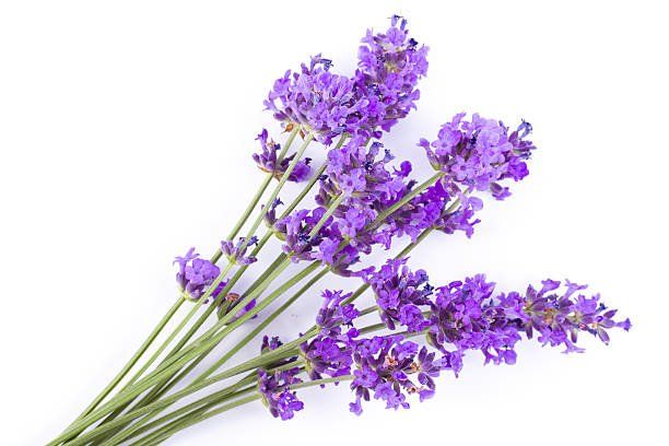 lavanda