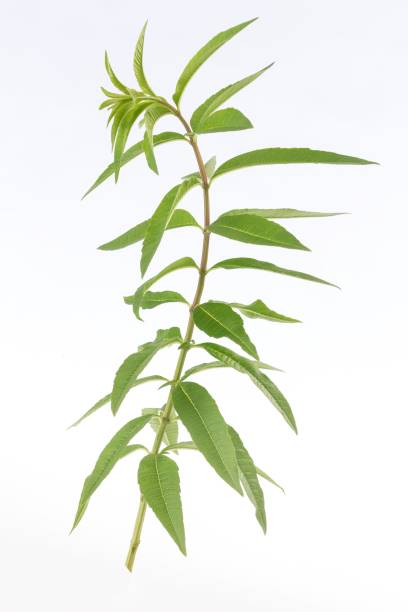 lippia