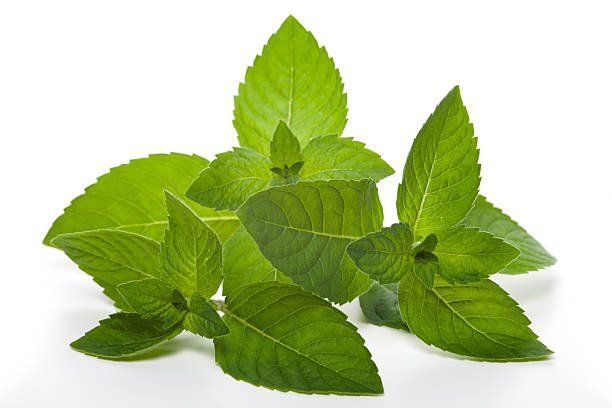 menta