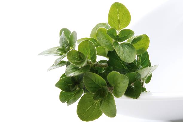 origano