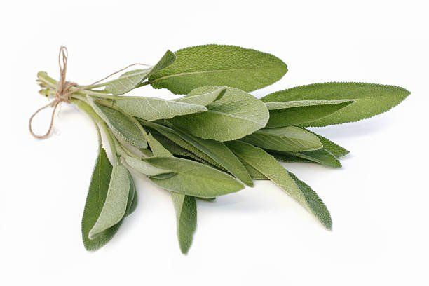 salvia