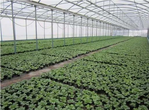 piantine interrate in una serra