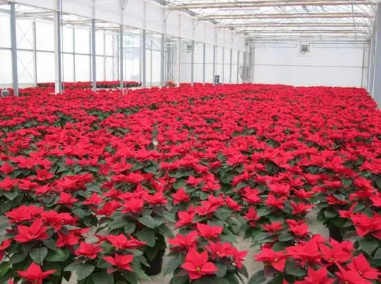 ciclamini fucsia e bianchi