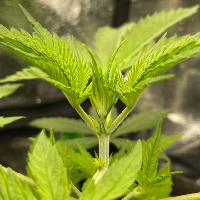 Hands inspecting a cannabis plant with green leaves and buds outdoors