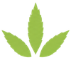 Three green cannabis leaves on a white background