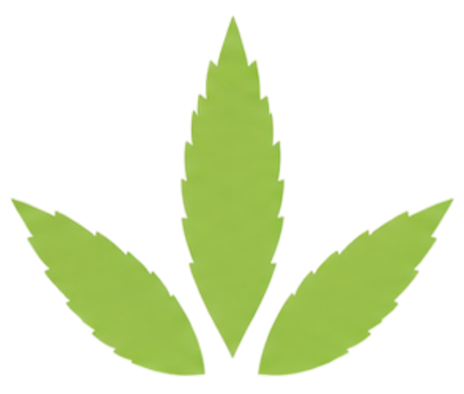 Three green cannabis leaves on a white background
