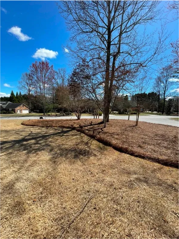 Bare trees in a yard with a brown mulch bed. Sunny, blue sky with some clouds.