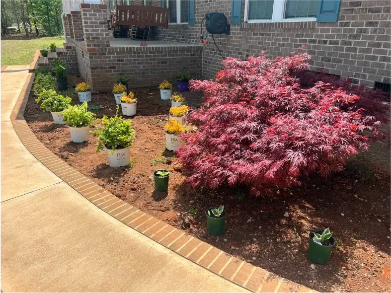 A red Japanese maple tree and potted plants in a brown mulch bed bordered by a brick edging.